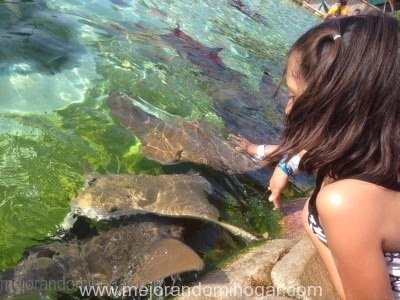 mantarrayas sea world